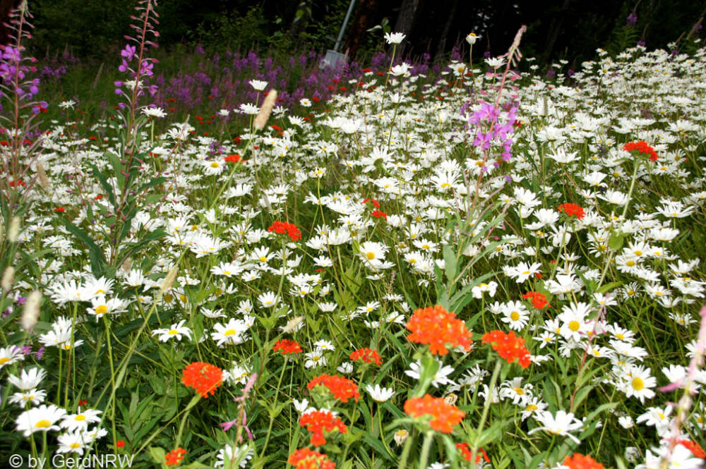 Wildflowers near (Wildblumen in der Nähe von) Hope, Alaska, USA