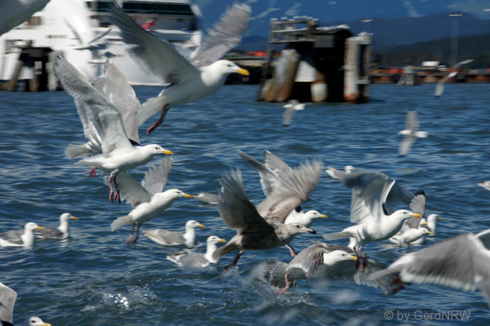 Whale watching tour with Northern Latitude Adventures, Resurrection Bay, Seward, Alaska, USA