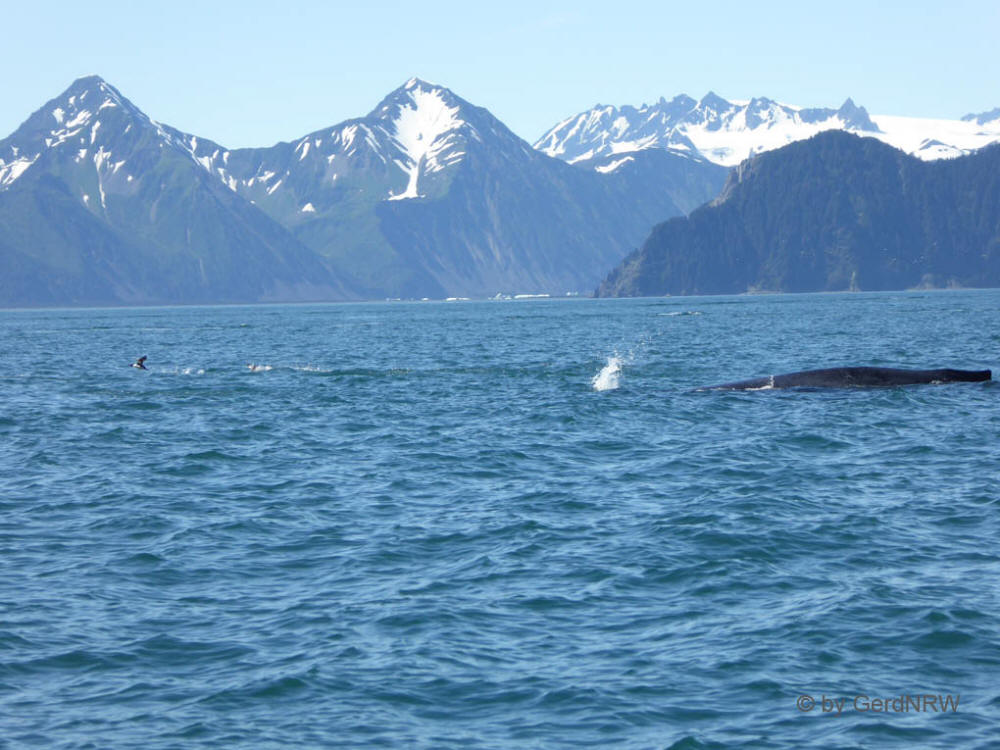 Whale watching tour with Northern Latitude Adventures, Humpback whale (Buckelwal), Resurrection Bay, Seward, Alaska, USA