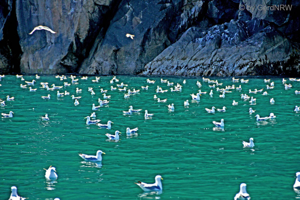 Whale watching tour with Northern Latitude Adventures, Resurrection Bay, Seward, Alaska, USA