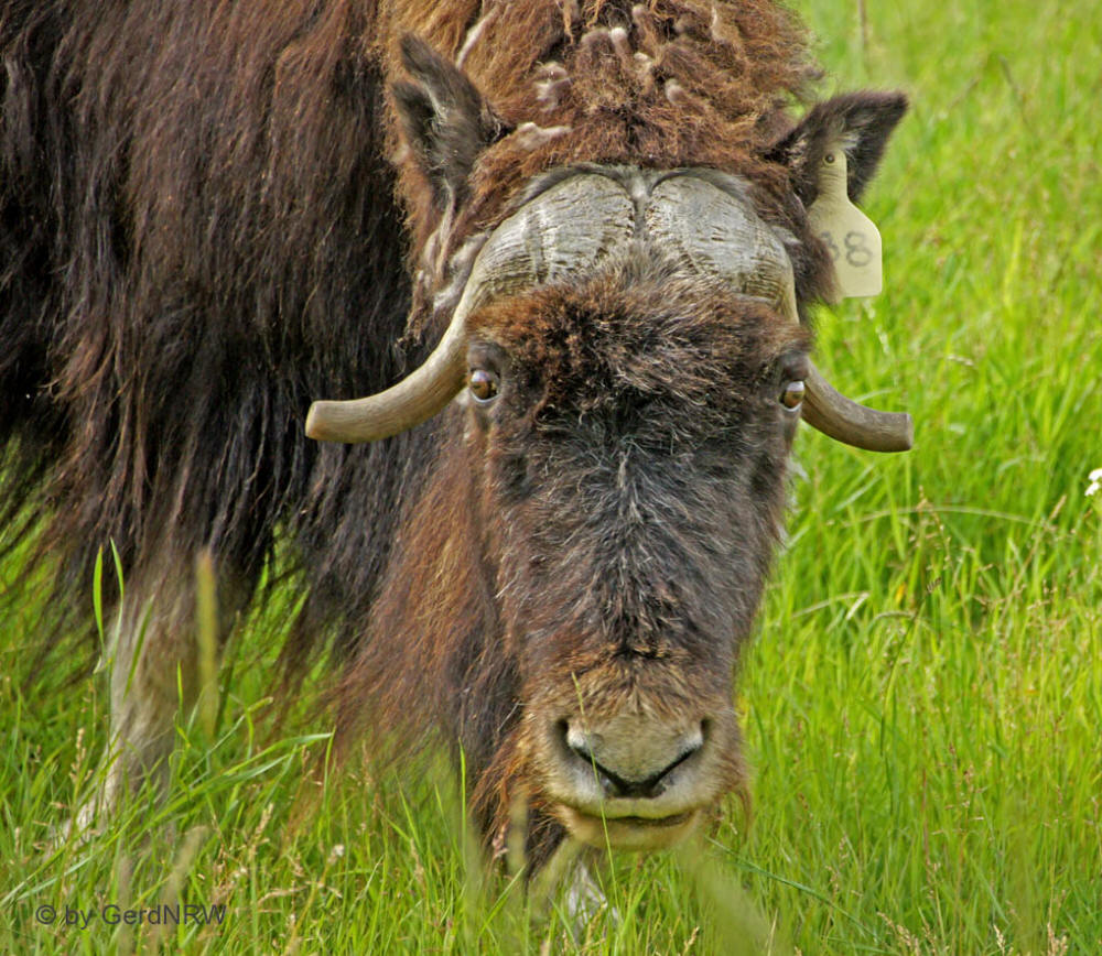 Musk Ox Farm, Palmer, Alaska, USA