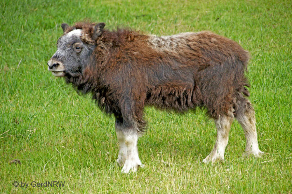 Musk Ox Farm, Palmer, Alaska, USA