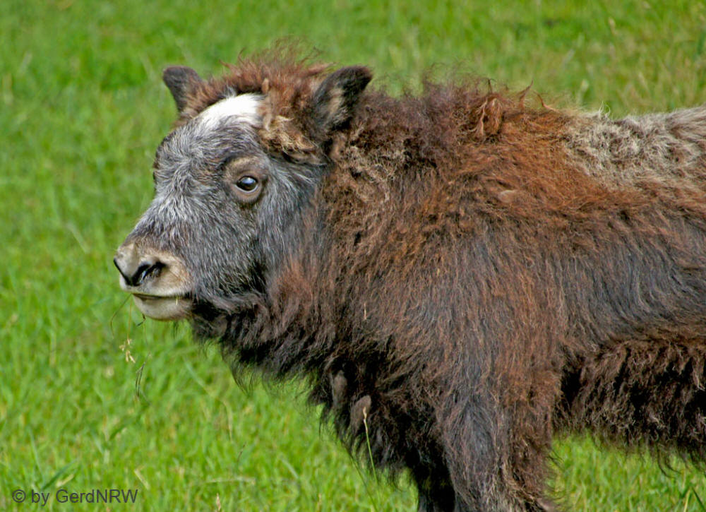 Musk Ox Farm, Palmer, Alaska, USA
