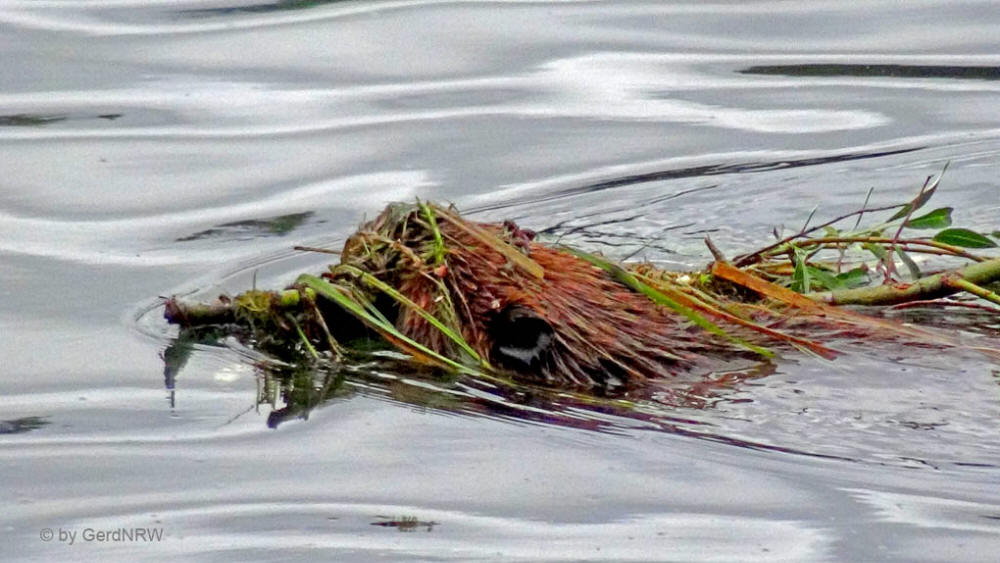 Beaver (Biber) in Horseshoe Lake, Denali Nationalpark, Alaska, USA