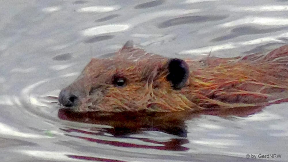 Beaver (Biber), Dalton Highway, Alaska, USA