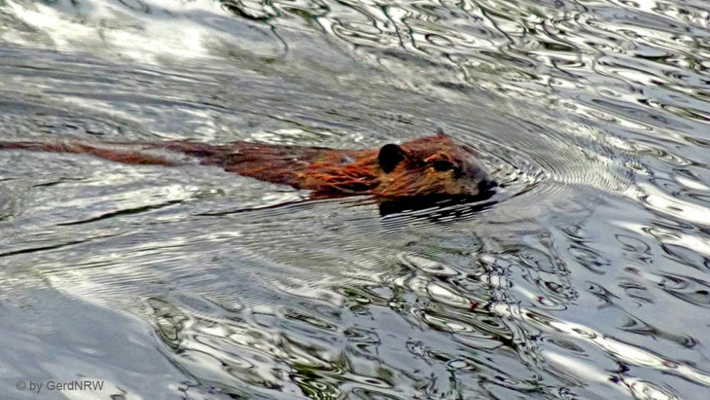 Beaver (Biber), Dalton Highway, Alaska, USA