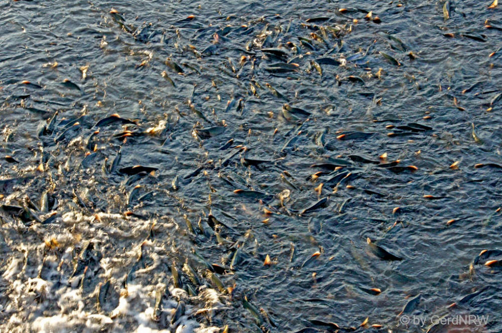 Pink Salmon (Buckellachse) close to Valdez Hatchery, Valdez, Alaska, USA