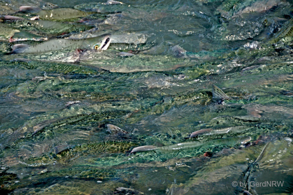 Pink Salmon (Buckellachse) close to Valdez Hatchery, Valdez, Alaska, USA