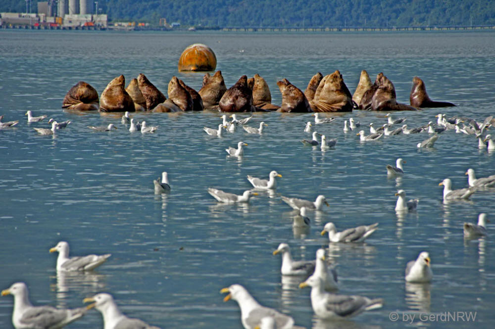 Sea lion and Gulls close to Valdez Hatchery, Valdez, Alaska, USA