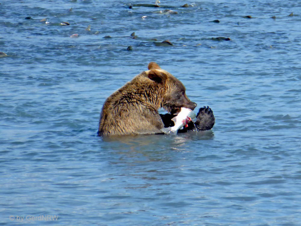 Grizzly bear with Pink Salmon (Buckellachse) close to Valdez Hatchery, Valdez, Alaska, USA