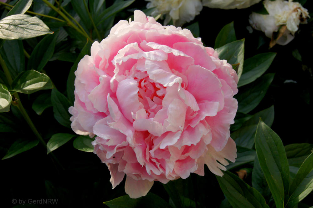 Peony - Pfingstrose