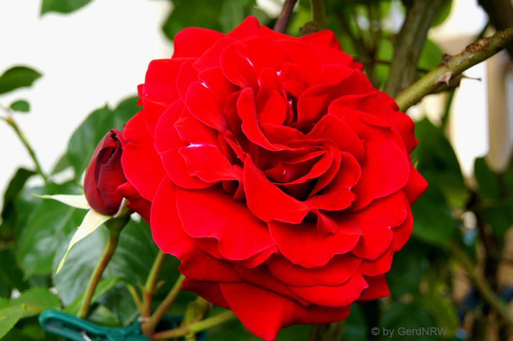 Rambler Rose - Kletterrose