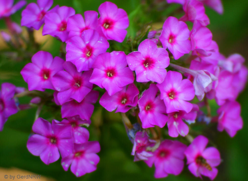 Phlox - Flammenblume