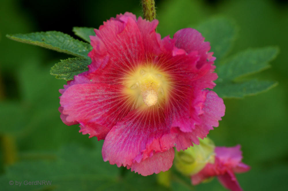 Holyhock - Stockrose