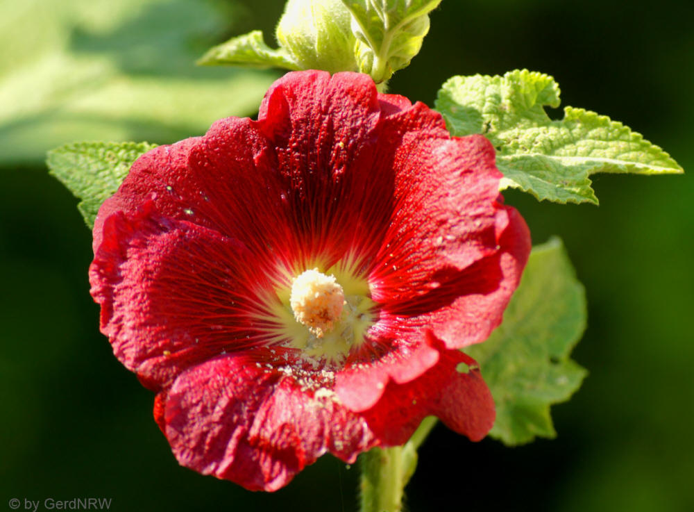 Holyhock - Stockrose