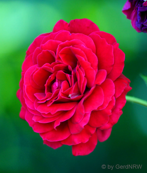 Rambler Rose - Kletterrose