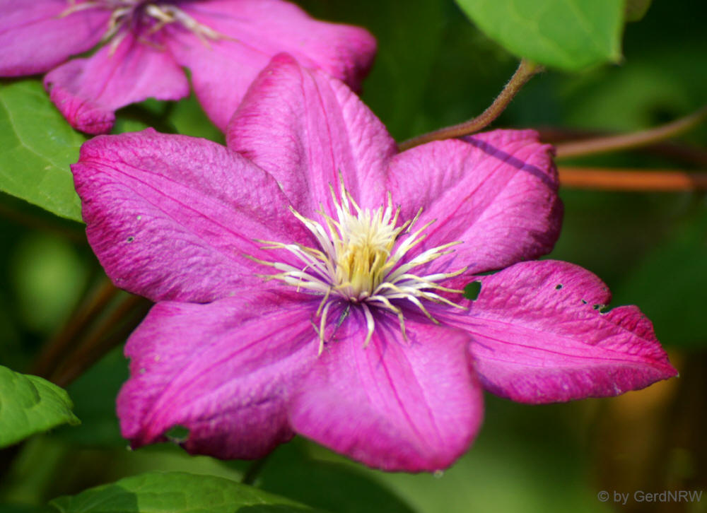 Clematis - Klematis