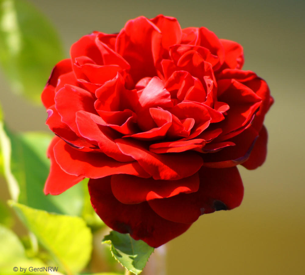 Rambler Rose - Kletterrose