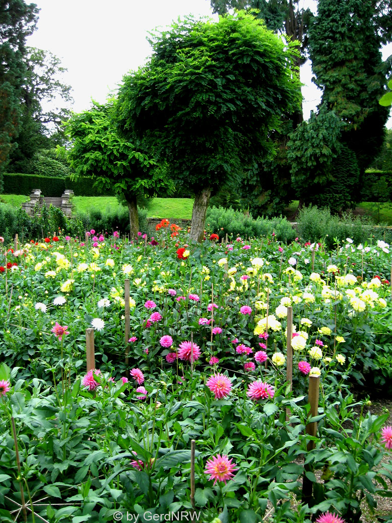 Chatsworth House a Mansion build in the 17th century (Herrenhaus aus dem 17. Jh.), Dahlia-Garden, Bakewell, Derbyshire, UK