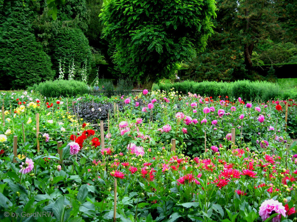 Chatsworth House a Mansion build in the 17th century (Herrenhaus aus dem 17. Jh.), Dahlia-Garden, Bakewell, Derbyshire, UK