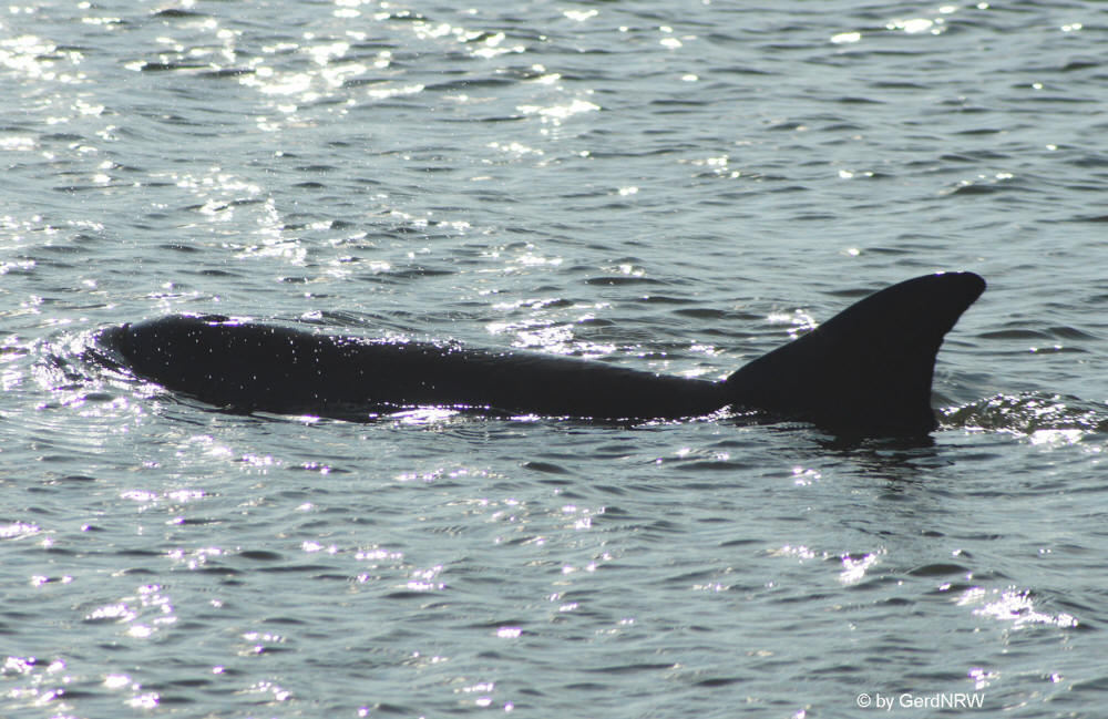 Dolphin at Sea Pines Hilton Head Island, Hilton Head Island