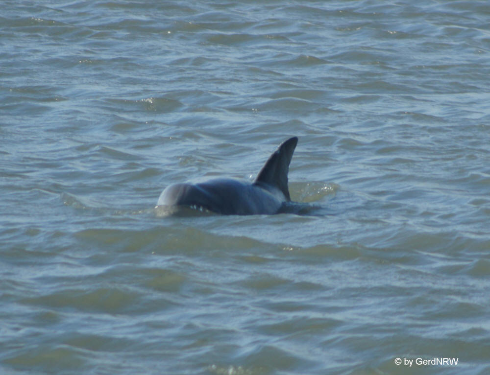 Dolphin at Sea Pines Hilton Head Island, Hilton Head Island