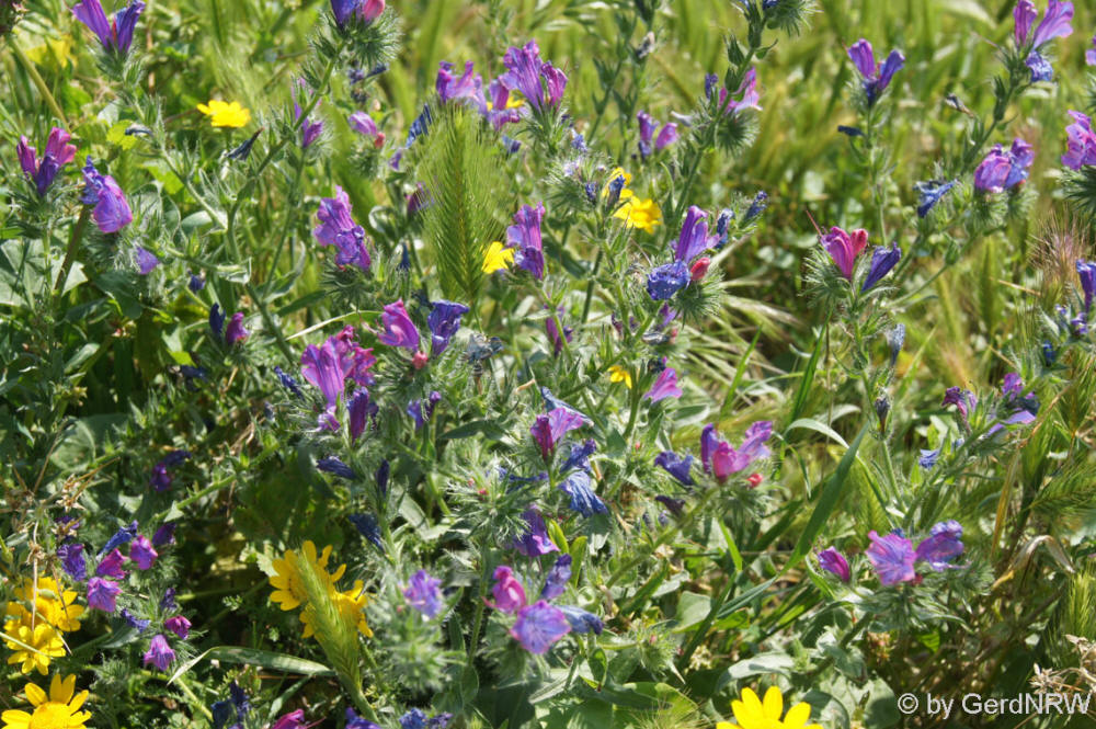 Wild flower field close to Volubilis, near Meknes, Morocco - Wildblumenwiese bei Volubilis, Nahe Meknes, Marokko