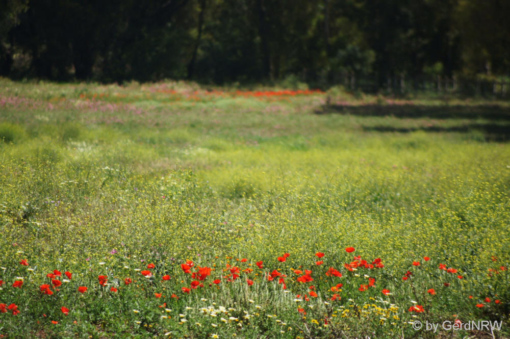 Wildflowers at Royal Stud Haras de Meknes, Meknes, Morocco - Wildblumen im Königlichen Gestüt Haras de Meknes, Meknes, Marokko