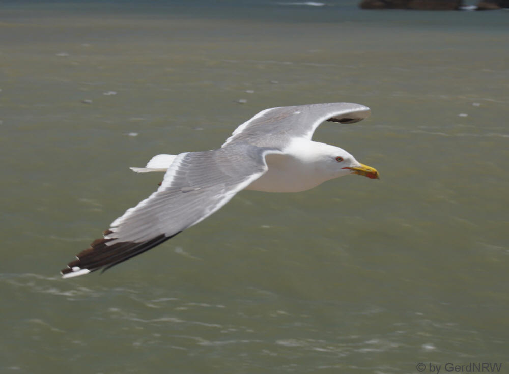 Seagull, Atlantic Coast, Essaouira, Morocco - Seemöwe, Atlantiküste, Essaouira, Marokko