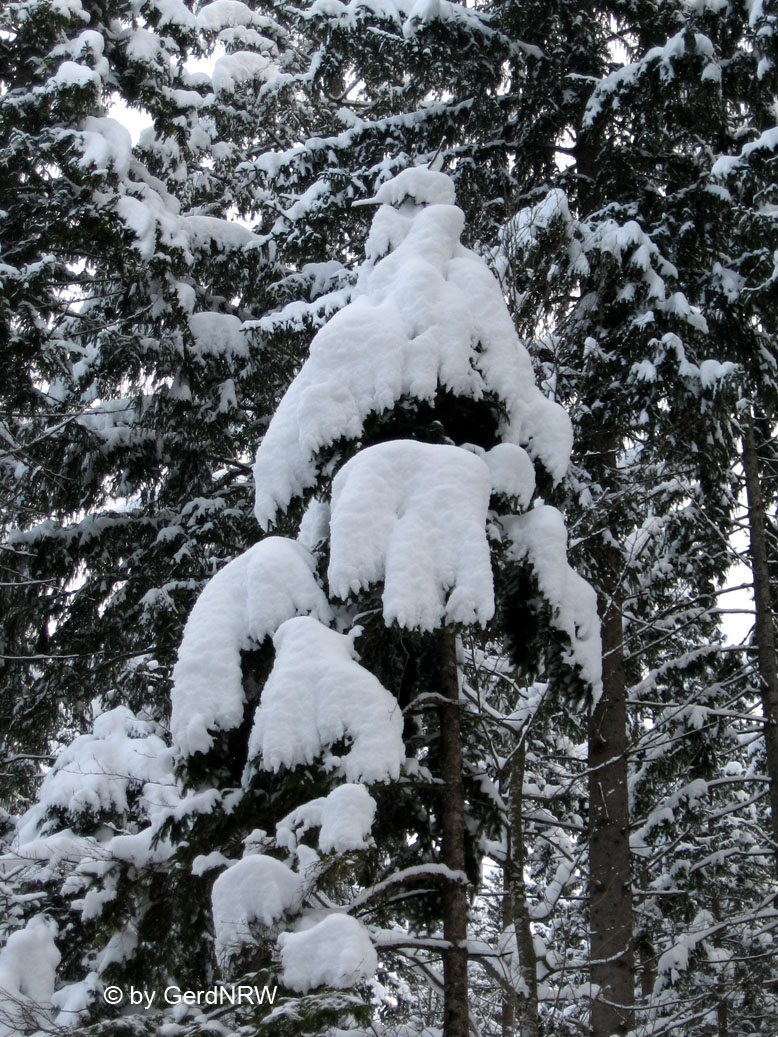 Forest near New Swanstone Castle deep in snow (Tief verschneiter Wald in der Nähe von Schloss Neuschwanstein), Fuessen, Germany