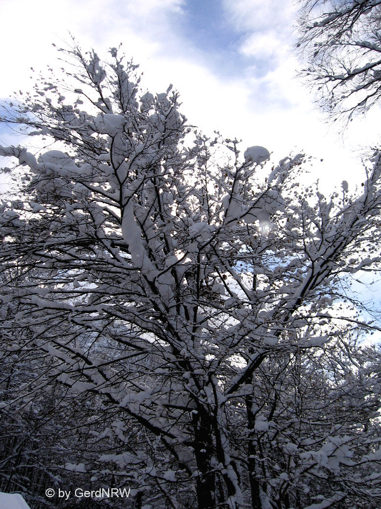 Forest near New Swanstone Castle deep in snow (Tief verschneiter Wald in der Nähe von Schloss Neuschwanstein), Fuessen, Germany