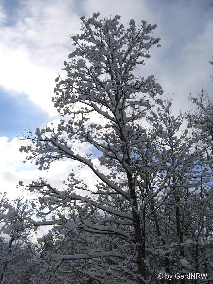 Forest near New Swanstone Castle deep in snow (Tief verschneiter Wald in der Nähe von Schloss Neuschwanstein), Fuessen, Germany 