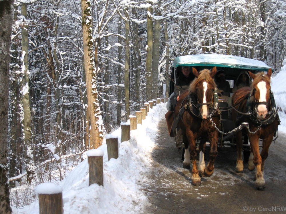 Horse drawn carriage towards New Swanstone Castle, (Pferdefuhrwerk zum Schloss Neuschwanstein), Fuessen, Germany