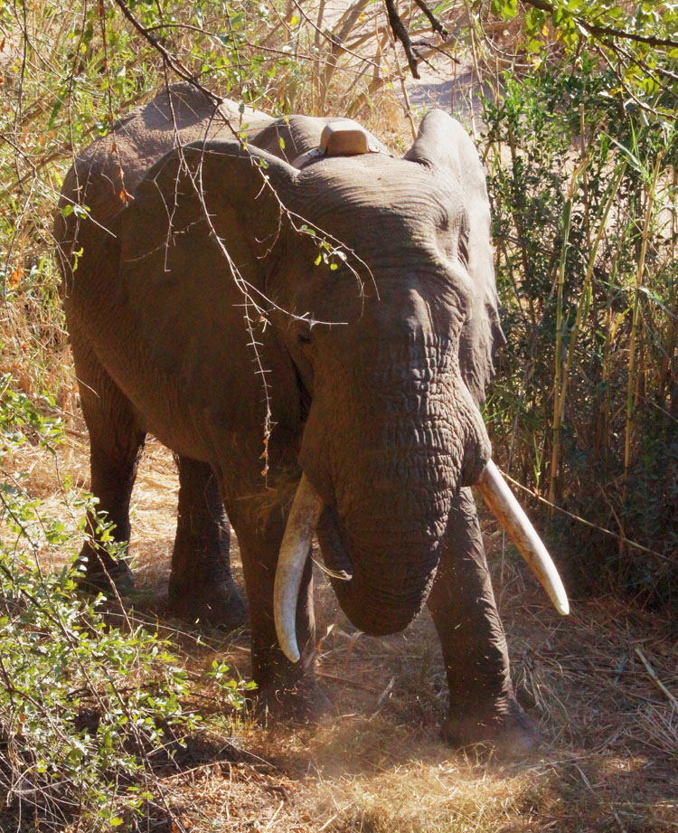 Elephant at Pondoro Game Lodge