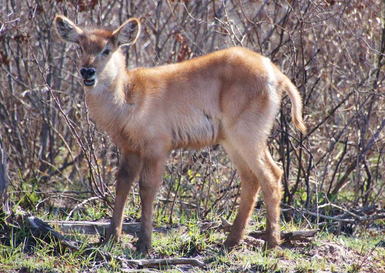 Young Waterbuck - Junger Wasserbock