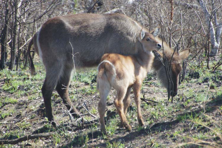 Waterbuck - Wasserbock