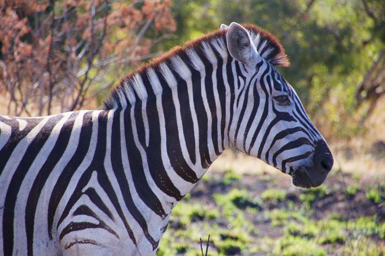 Zebra