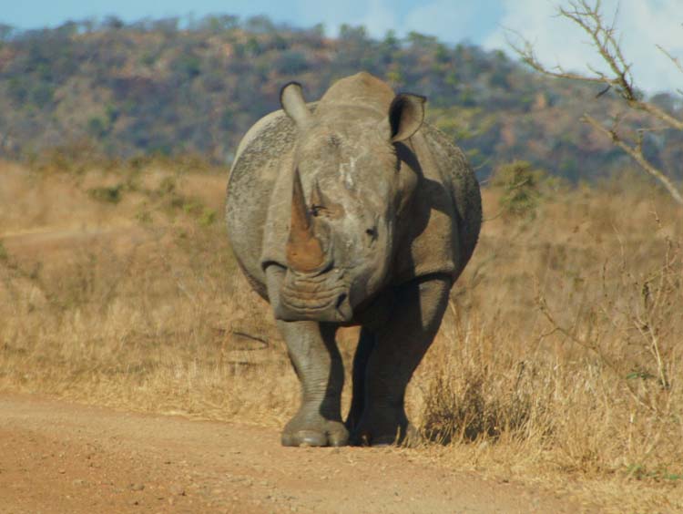 White Rhinoceros - Breitmaulnashorn