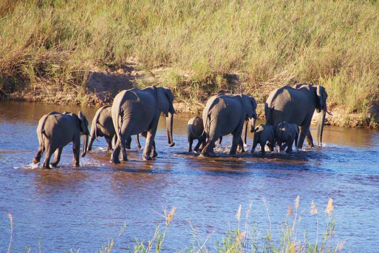 Elephants - Elefanten