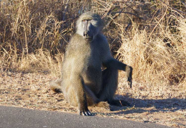 Chacma Baboon - Bärenpavian