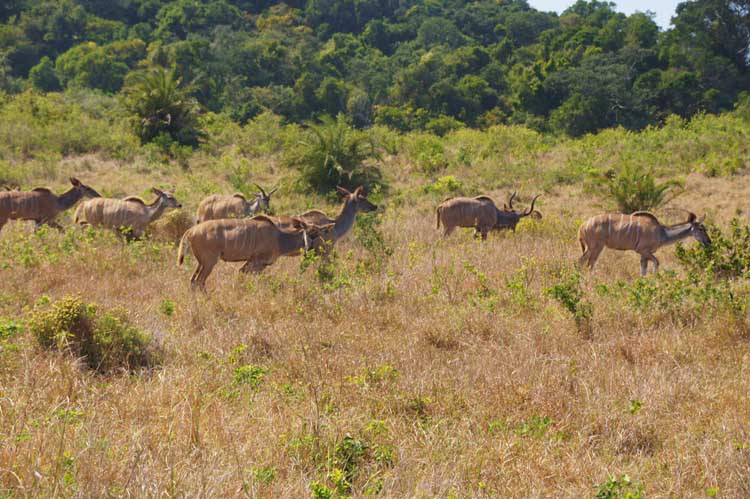 Kudus, iSimangaliso Wetland Nationalpark, South Africa - Kudus, iSimangaliso Wetland Nationalpark, Südafrika