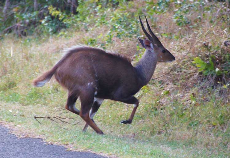 Waterbuck, iSimangaliso Wetland Nationalpark, South Africa - Wasserbock, iSimangaliso Wetland Nationalpark, Südafrika