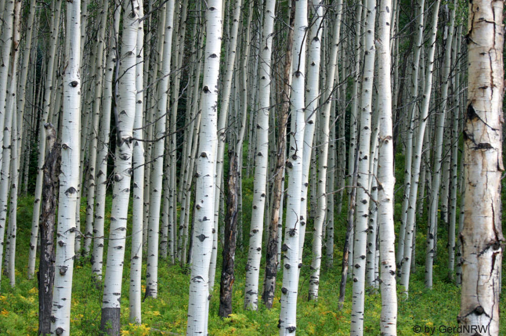 Aspen trees along unpaved Road 12 (Espen entlang der nicht asphaltierten Strasse 12), Kebler Pass , Colorado, USA