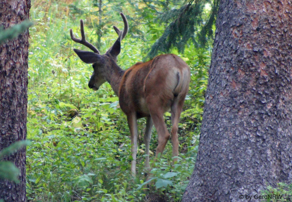 Elk beside unpaved Road 12 (Hirsch neben der nicht asphaltierten Strasse 12), Kebler Pass , Colorado, USA