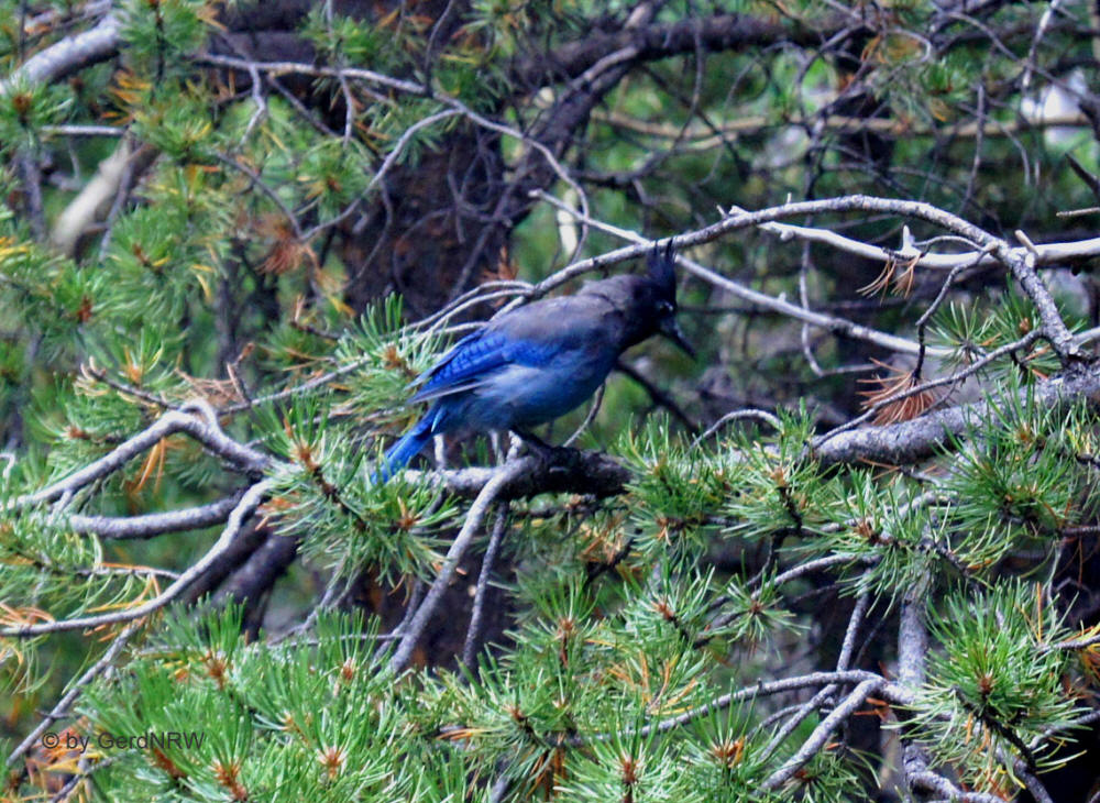 Steller´s Jay (Diademhäher), Bear Lake Area, Rocky Mountains National Park, Colorado, USA
