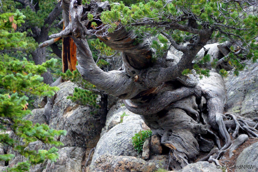 Old Briclestone Pine, Bear Lake Area, Rocky Mountains National Park, Colorado, USA