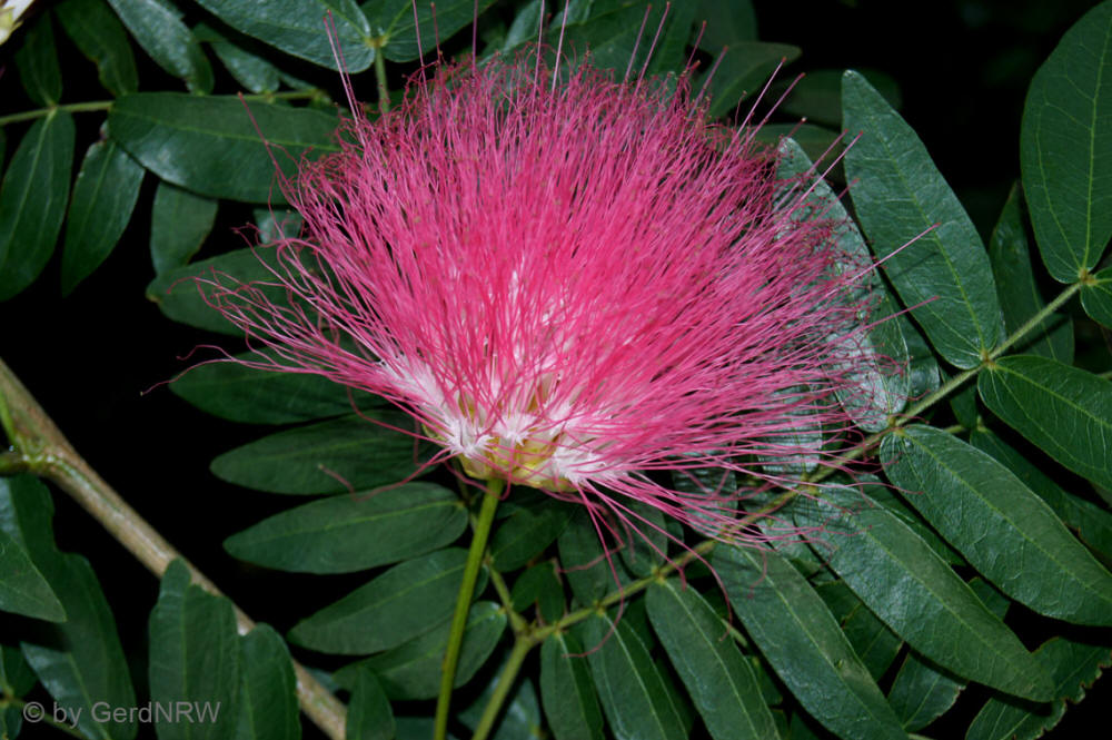 Botanical Garden (Botanischer Garten), Denver, CO, USA