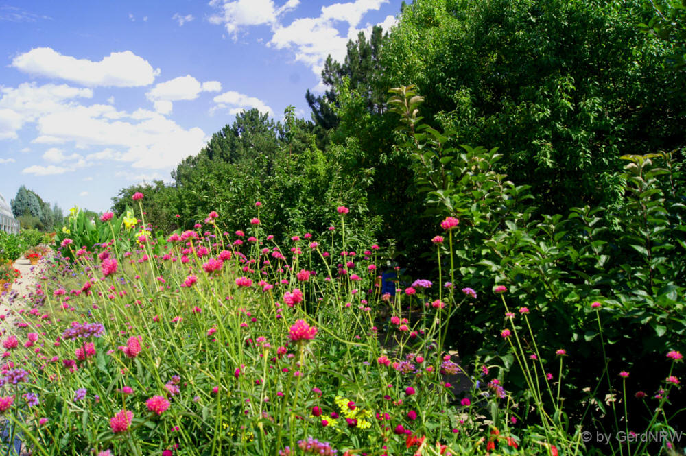 Botanical Garden (Botanischer Garten), Denver, CO, USA
