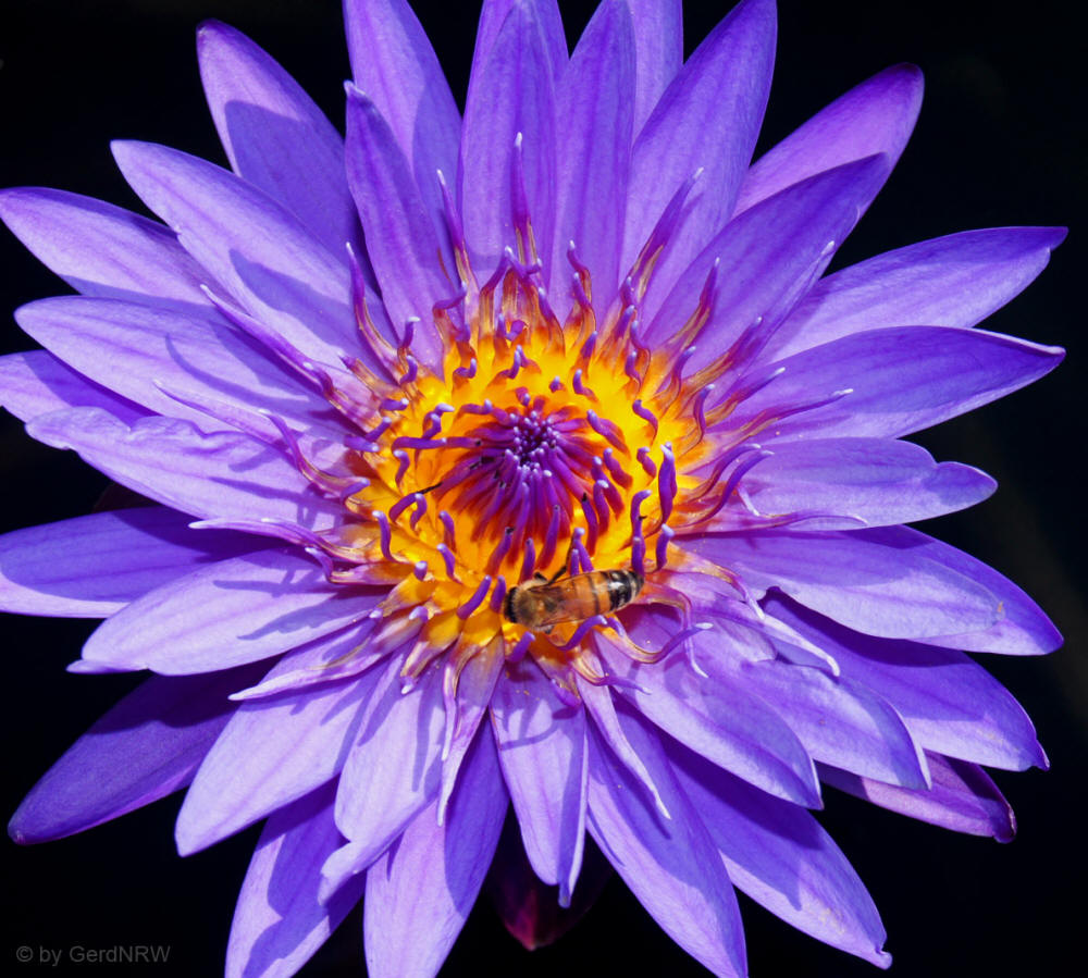 Botanical Garden (Botanischer Garten), Denver, CO, USA