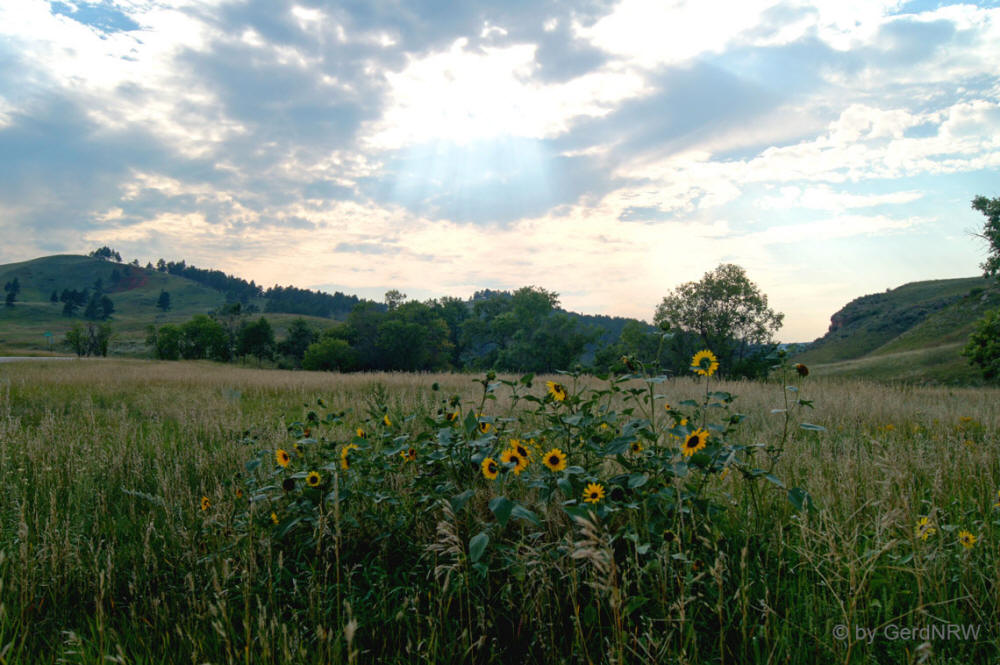Custer State Park, South Dakota, USA